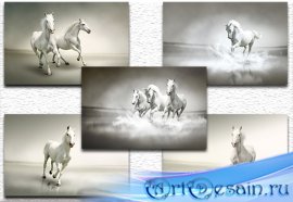  Beautiful white horse / �������� ����� ������